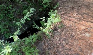 Dog Pees on Unsuspecting Victims