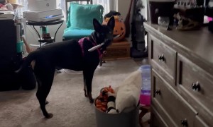 Anything For A Taste Of That Good Irish Butter