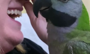 Parrot Mocks Owner's Cough