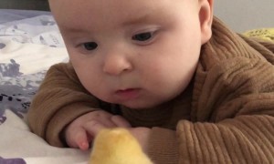 Cute Baby Meets a Newly Hatched Chick
