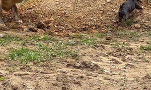 Bulldog and Cow Play Together