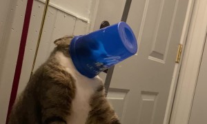 Thirsty Kitty Gets a Cup Stuck on His Head