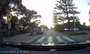 Polite Bird Uses The Crosswalk