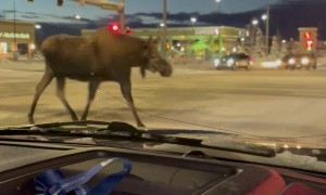Moose Family Politely Uses The Crosswalk