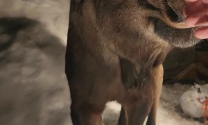 Moose Enjoys Making Friends With Humans