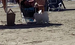 Dog Has To Take A Bathroom Break