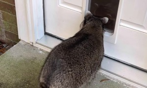 Biscuit Doesn't Understand Doors