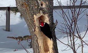 Woodpecker In Action