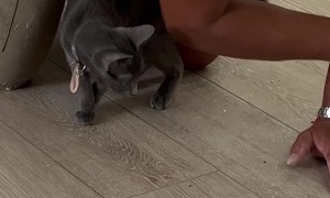 Kitten Keeps Painter Company