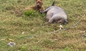 Pitbull Playing With His Pig Friend