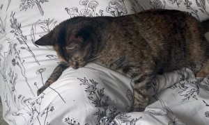 Mini The Kitten Traps Brother Under Blanket