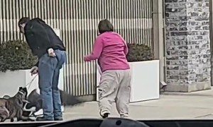 Geese Aren't Huge Dog Fans