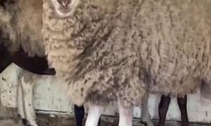 Girl Trying to Make Friends with Sheep Struggles