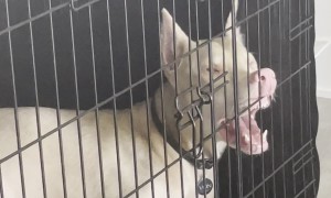 The Silly Faces Of A Doberman