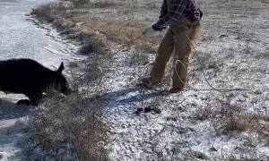 Rescuing a Calf on Ice