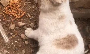 This Is My Spaghetti, No Touching!