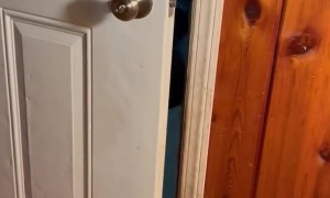 Polite Bear Closes Door On His Way Out
