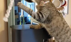 Hungry Hungry Kitties