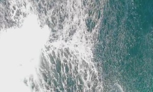 Amazing Breaching Humpback Whale