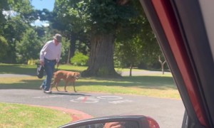Dog Patiently Waits for Elderly Owner to Cross Street