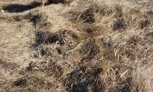 Rancher Rescues Calf Stuck on Ice