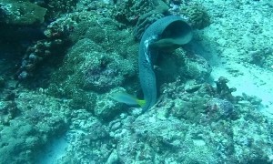 Moray Eel and Octopus Duke It Out