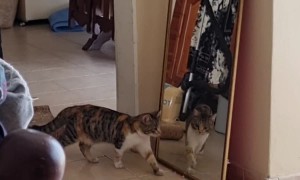 Cat Gets Startled by Its Own Reflection