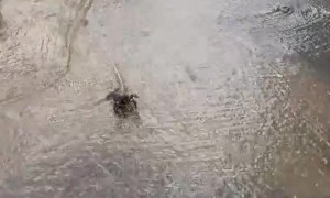 Crayfish Is Ready for Conflict