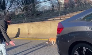 Dog Halts Sunday Morning Traffic in Boston