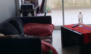 Dog Lounges on Couch to Watch TV