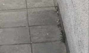 This Rat is too Strong for a Mouse Trap