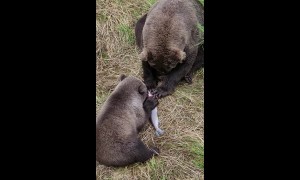 Sweet Sharing Moment Between Bears