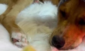 Sweet pup & duckling buddy have heartwarming bond 