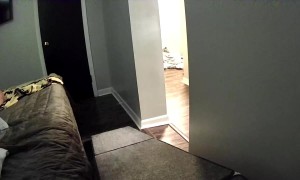 What My Corgi Does on Her Puppy Ramp