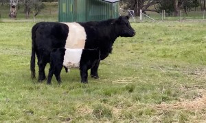 Cowmooflage on the Farm