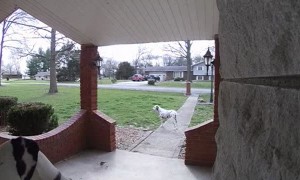 Dalmatian Rings The Doorbell