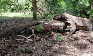 Komodo Eats Deer Alive