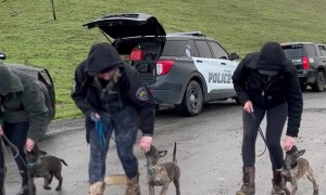 Police Puppy Dog Training