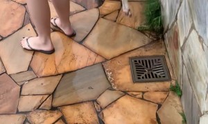 Unsuspecting Pup Walks Straight Into Pool