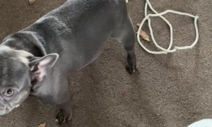 Naughty Frenchies Rip Apart Cardboard Box