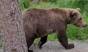 Hiker Has Close Encounter With a Bear