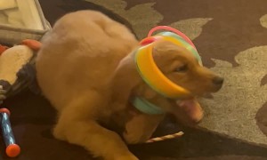 Puppy Gets Tangled Up in Giant Slinky