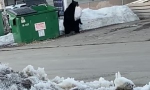 Video captures black bear raiding trash for a snack