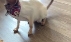 Cute Cat Wears a Cowboy Costume