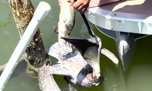 Florida Men Rescue Pelican