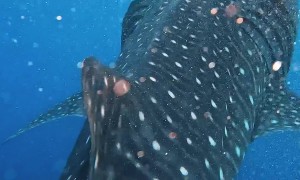 Diver Swims With a Peaceful Whale Shark
