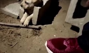 Rescuing a Puppy Stuck in a Cinder Block