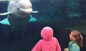 Beluga Is Just Another Playful Child