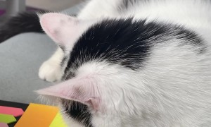 Silly Cat Thinks Drawing Is Real