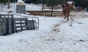 Built In Turbo Boost